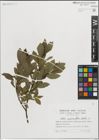 Foto von Salix myrsinifolia Salisb.